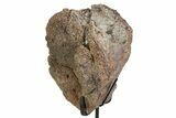 Fossil Sauropod Vertebra Section with Metal Stand - Colorado #350602-2